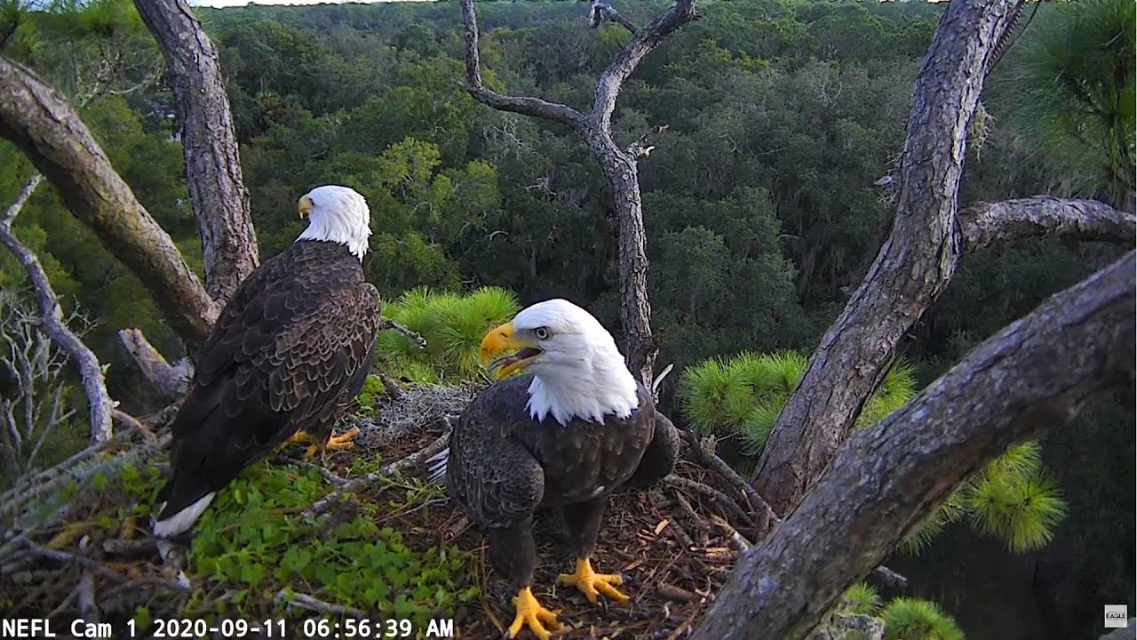 NEFL Cam 2 – Live Bald Eagle Cam