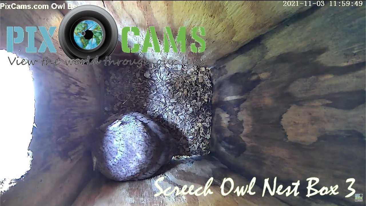 PixCams.com Owl Box 3 Live Stream